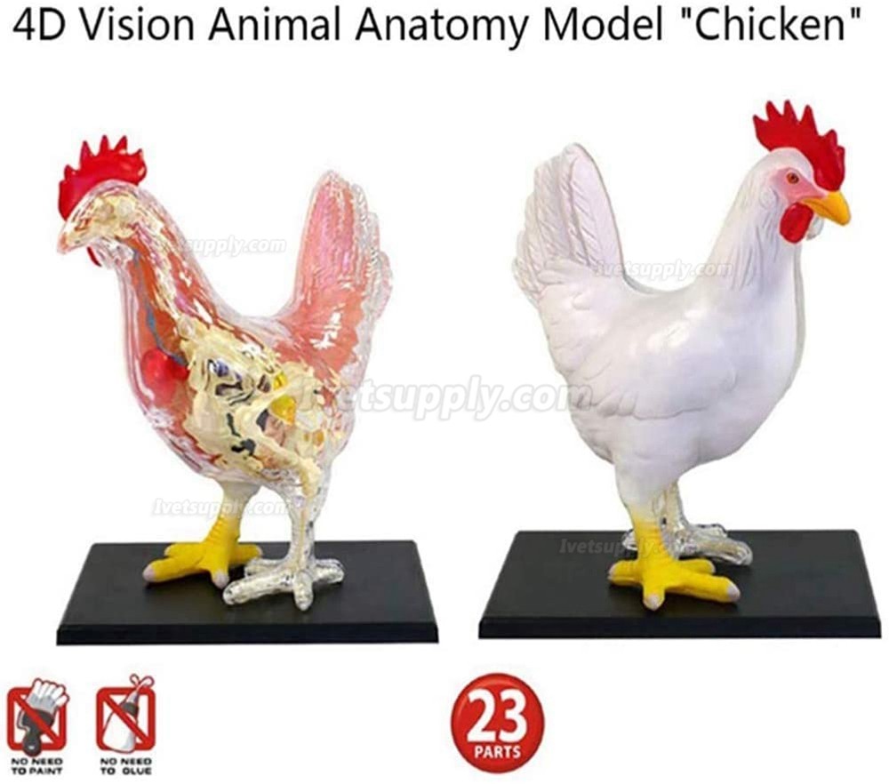 Chicken Skeleton & Anatomy Model Kit Detachable 32 Parts Animal Biology
